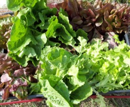 Le jardin de la Gloriette