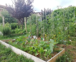 Le potager de Laurence