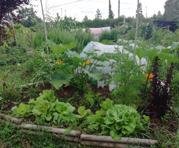 Le potager de Laurence