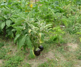 La croix Verte