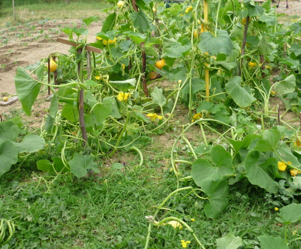 La croix Verte