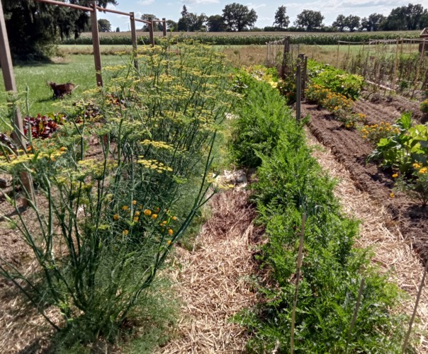 Le jardin des Camelles