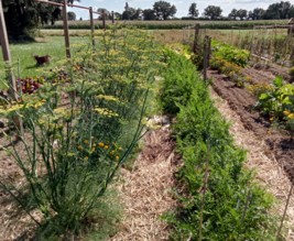 Le jardin des Camelles