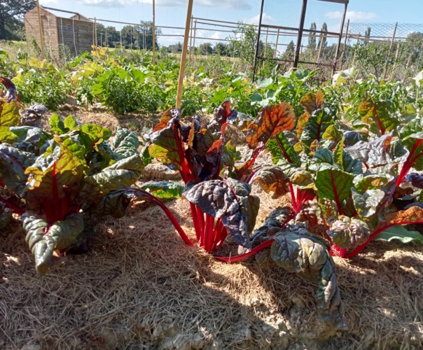 Le jardin des Camelles