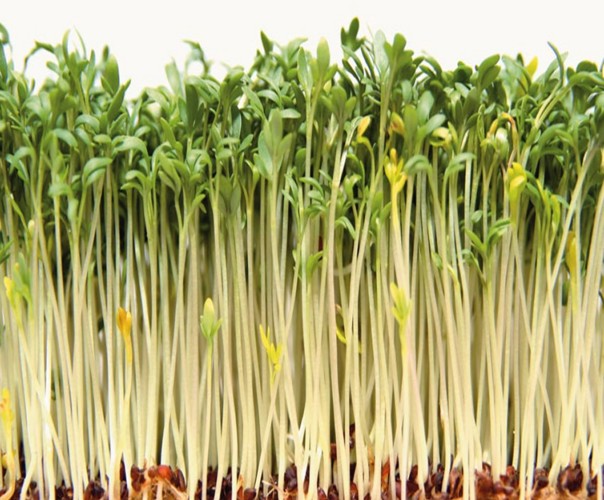 La Ferme de Chardonnet