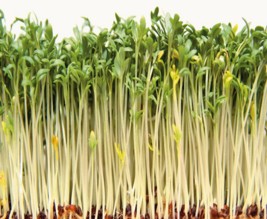 La Ferme de Chardonnet