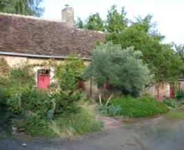 La fougère & le bambou