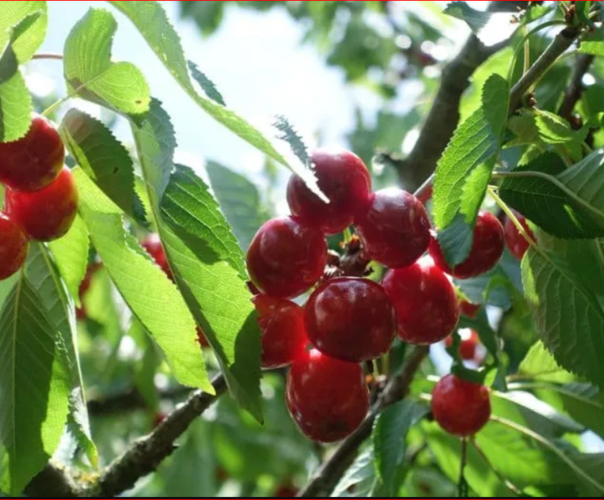 Cerises Bio