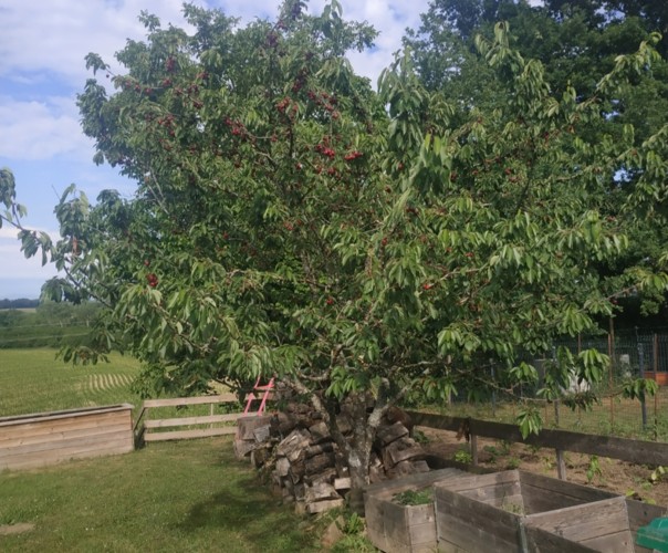 Les cerises de Saint Eloi