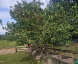 Les cerises de Saint Eloi