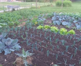 Le potager