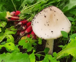 le jardin de Philippe