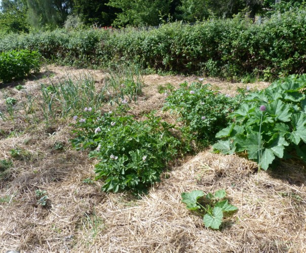 Le potager de Jules