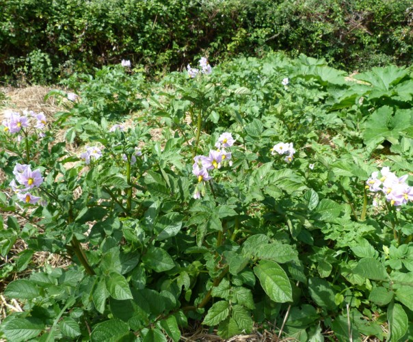 Le potager de Jules