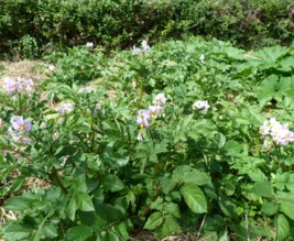 Le potager de Jules