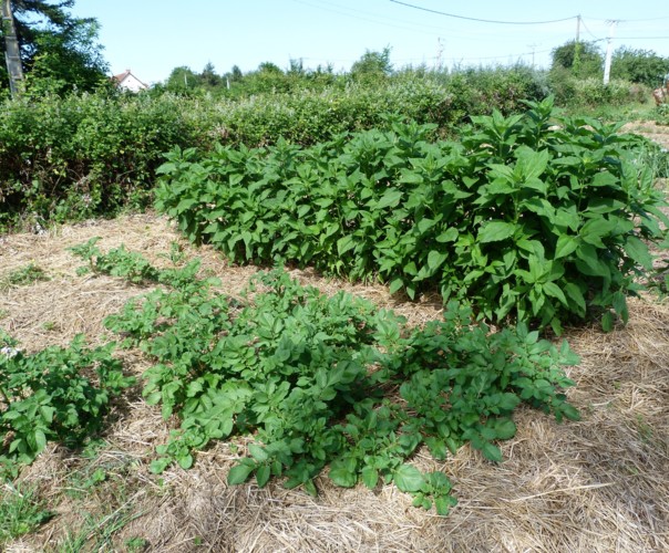 Le potager de Jules