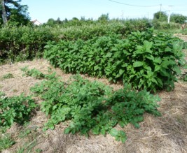 Le potager de Jules