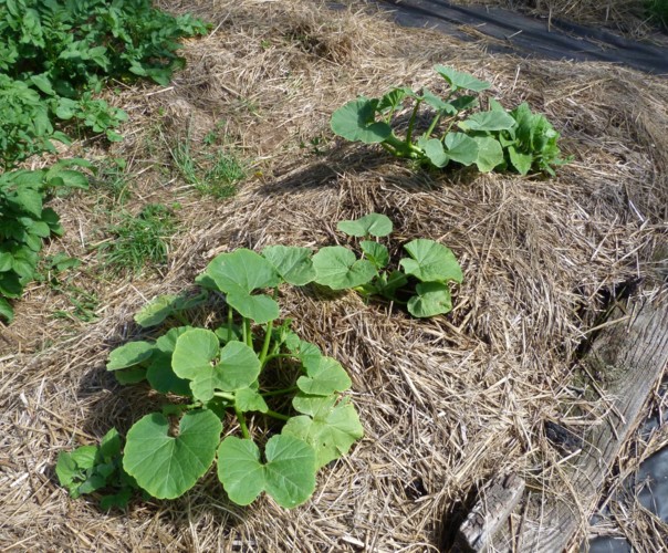 Le potager de Jules