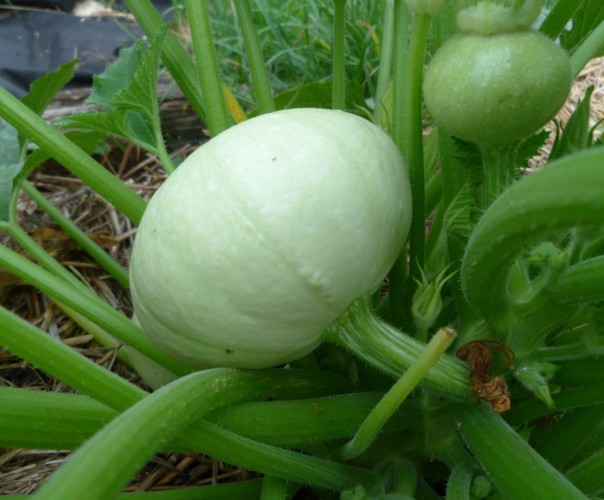 Le potager de Jules