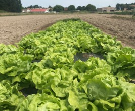 Au potager de Damien et Éva