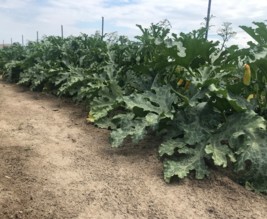 Au potager de Damien et Éva