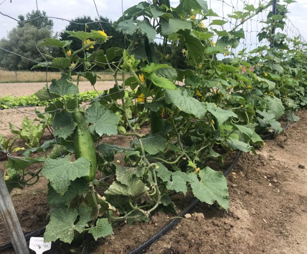 Au potager de Damien et Éva