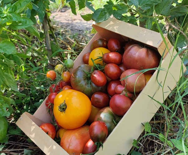 LE POTAGER DU PETIT CLOS