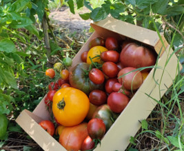 LE POTAGER DU PETIT CLOS