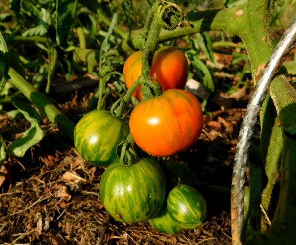 Le jardin libère-Terre