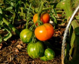 Le jardin libère-Terre