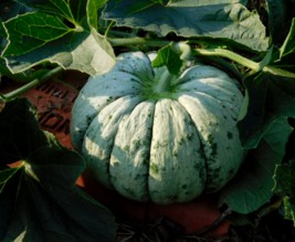 Le jardin libère-Terre