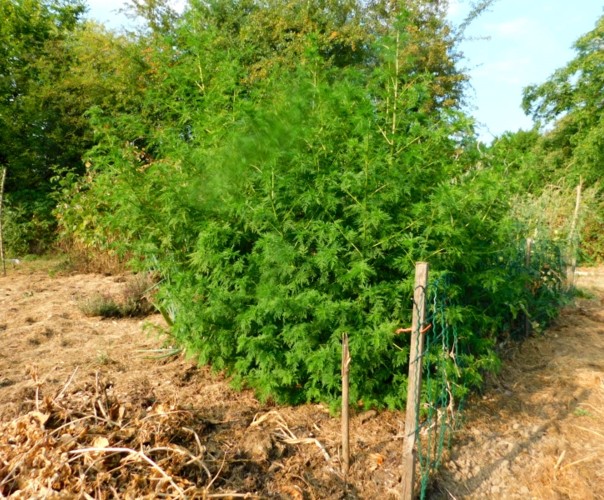 Le jardin libère-Terre