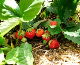 Le jardin libère-Terre