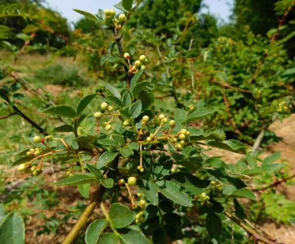 Le jardin libère-Terre