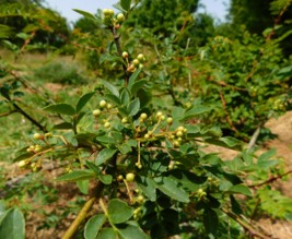 Le jardin libère-Terre