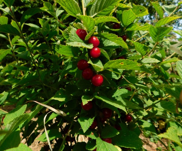 Le jardin libère-Terre