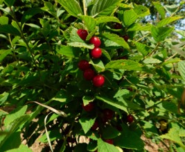 Le jardin libère-Terre