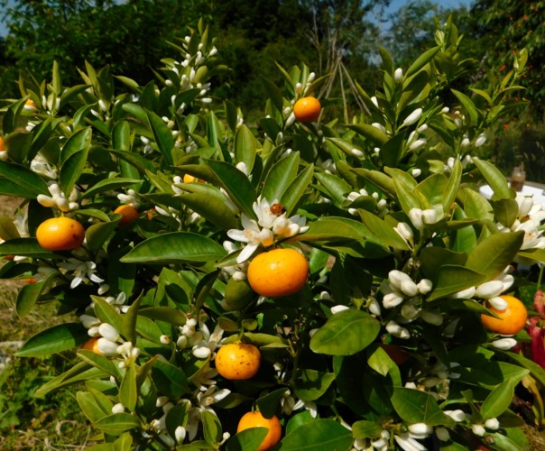 Le jardin libère-Terre