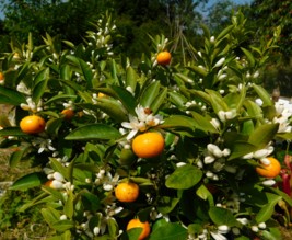 Le jardin libère-Terre