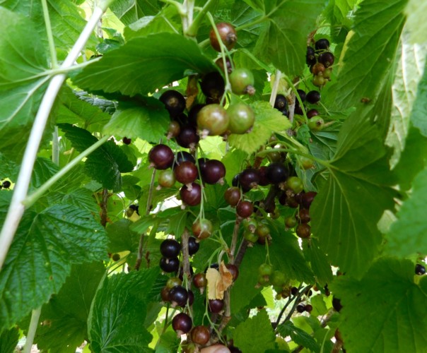 Le jardin libère-Terre