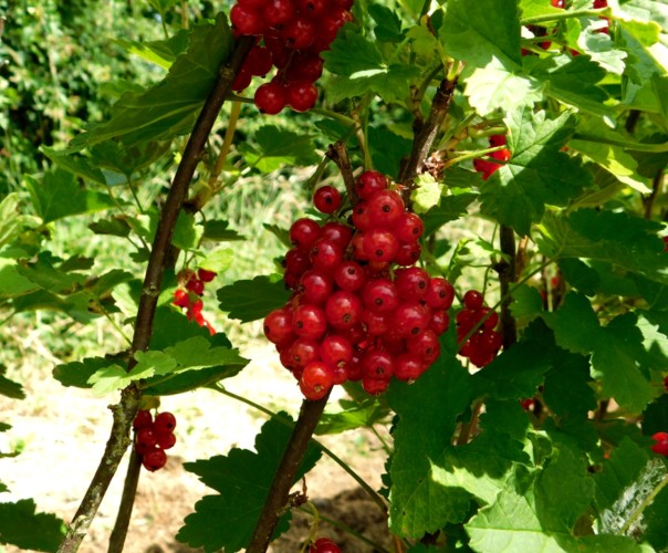 Le jardin libère-Terre