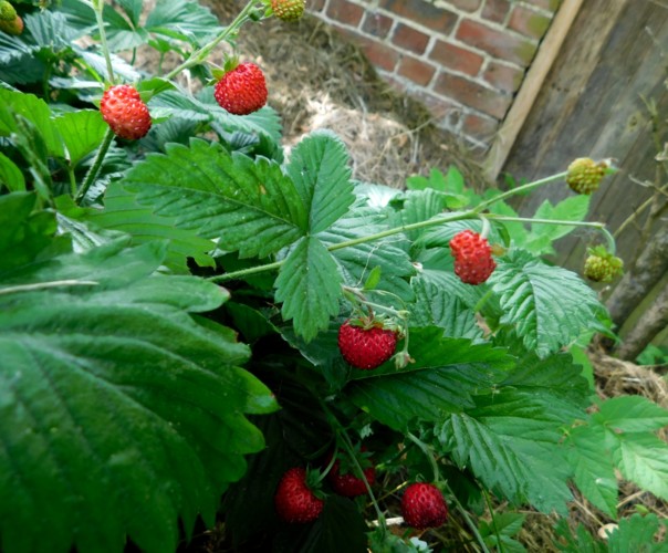 Le jardin libère-Terre