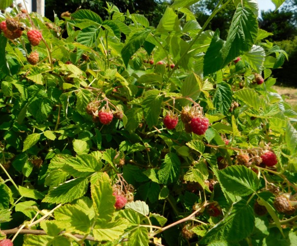 Le jardin libère-Terre