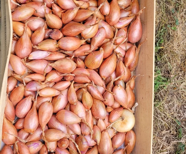 verger Alix et Marion