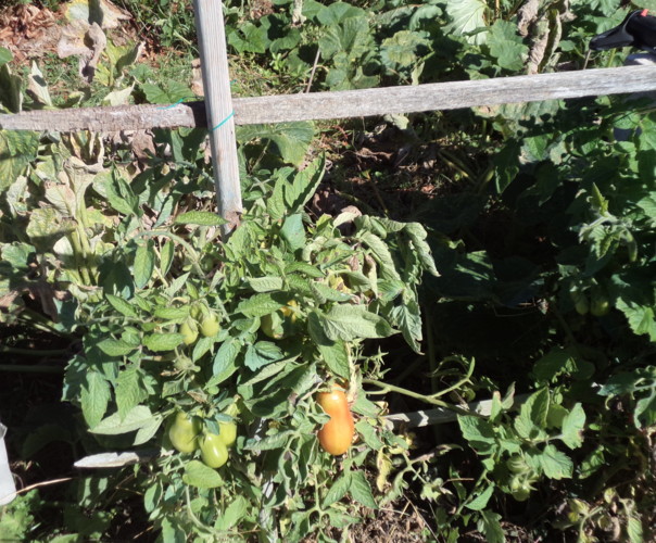 POTAGER DES ECOINS