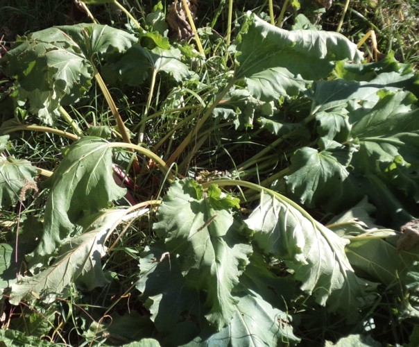 POTAGER DES ECOINS