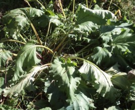 POTAGER DES ECOINS