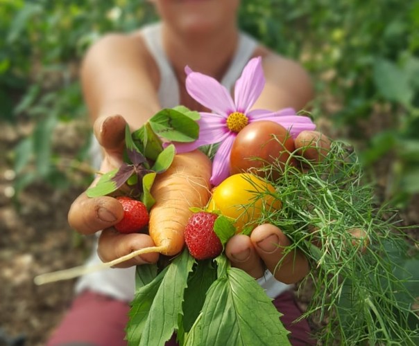 Les Paniers du Maquis