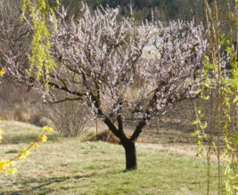 La belle Hébé