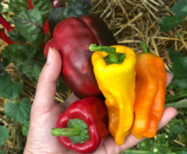 Potager de la Forge